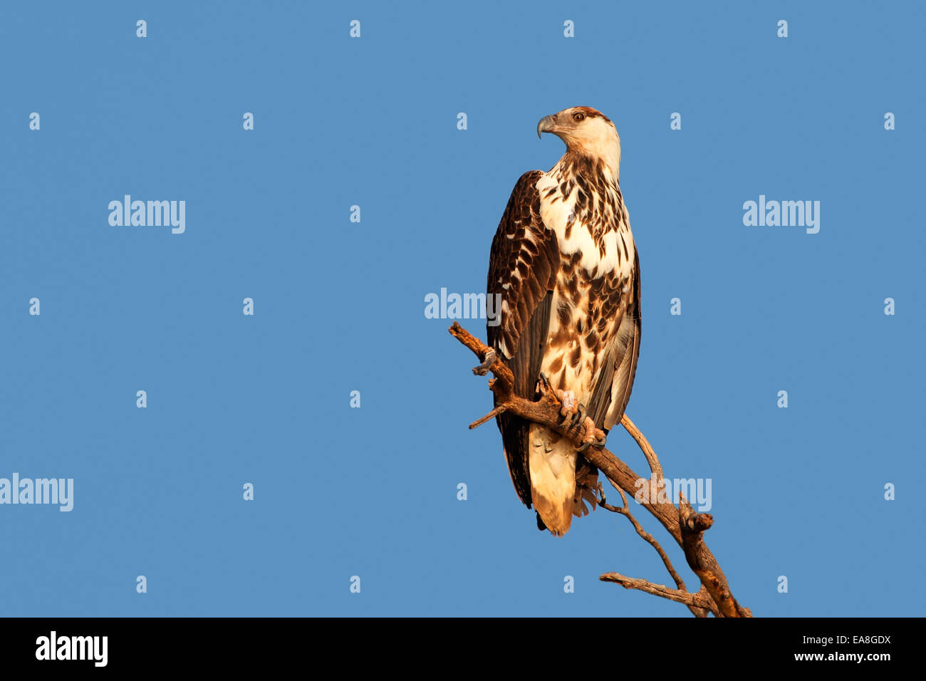 Unreife afrikanischen Fischadler (Haliaeetus Vocifer) thront auf einem Ast vor einem blauen Himmel, Südafrika Stockfoto