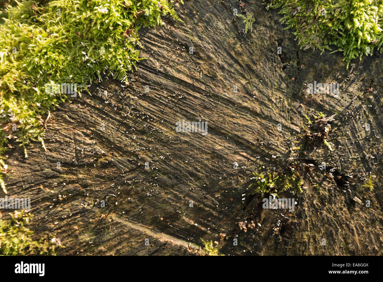 Eingriff und eindringenden Moos beginnen um den Stumpf eines Toten Schnittholz Baumes das Basrelief zu decken und Beleuchtung zeigen Details der neuen Welt Stockfoto