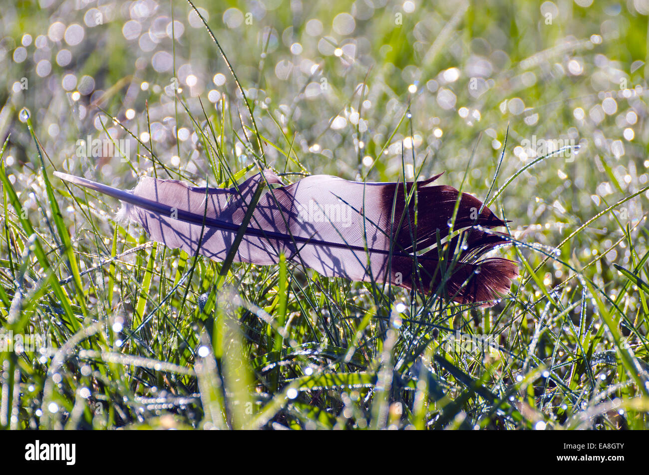 wilde Vogelfeder auf taufrischen Sommerzeit Morgen Wiese Stockfoto
