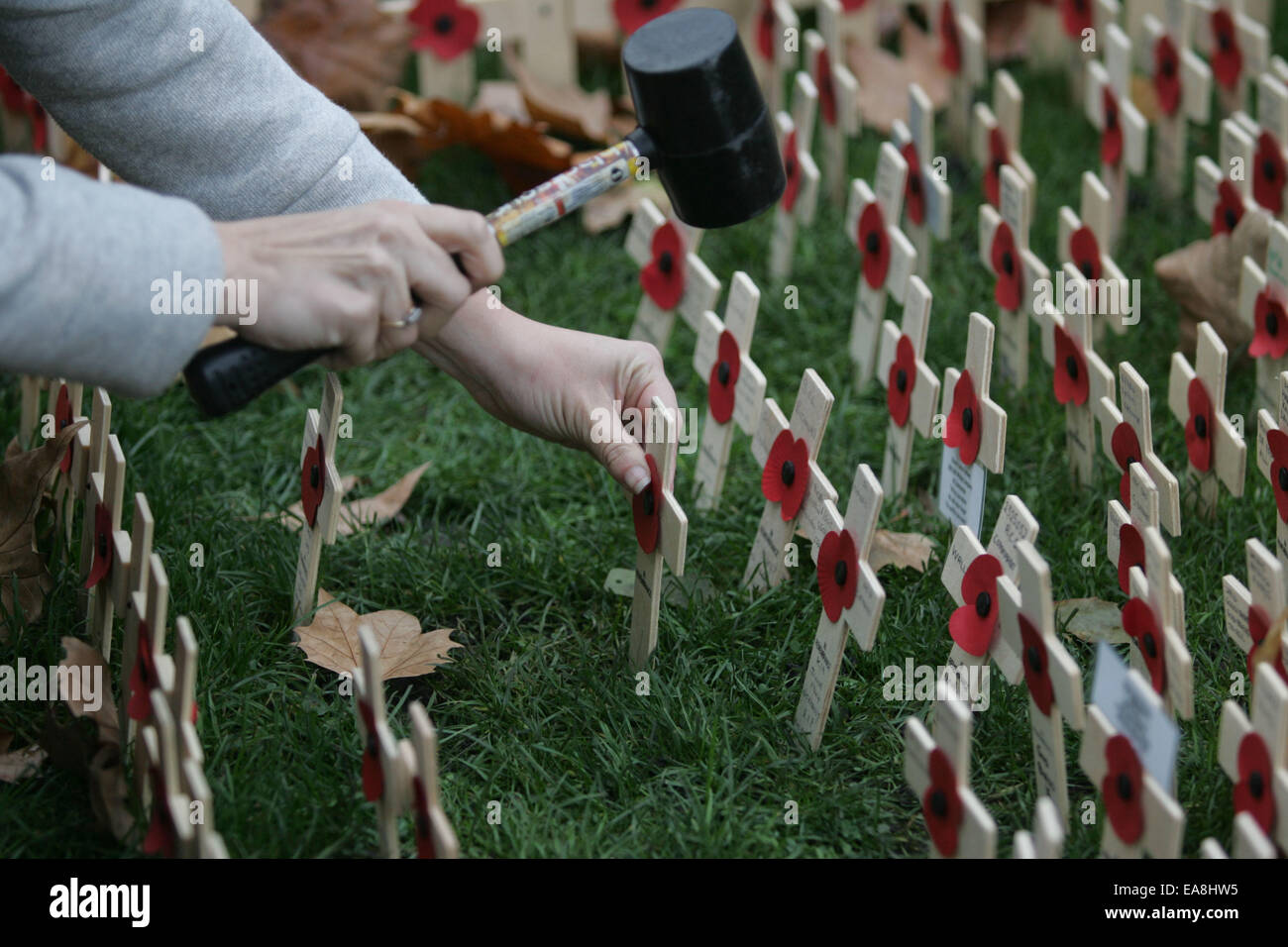 London, UK. 8. November 2014. Eine Frau legt die Kreuze im Feld Erinnerung außerhalb der Westminster Abbey in London, UK, auf 8. November 2014. Tausende von Mohn und Kreuze sind gepflanzt, im Feld Erinnerung außerhalb der Westminster Abbey, um denen zu gedenken, die während des ersten Weltkriegs gestorben sind. Bildnachweis: Bimal Gautam/Xinhua/Alamy Live-Nachrichten Stockfoto