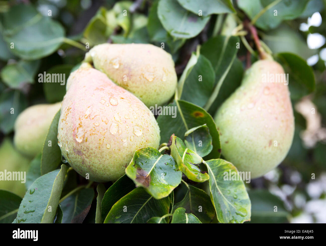 Viele grüne Birnen an einem Baum. Stockfoto