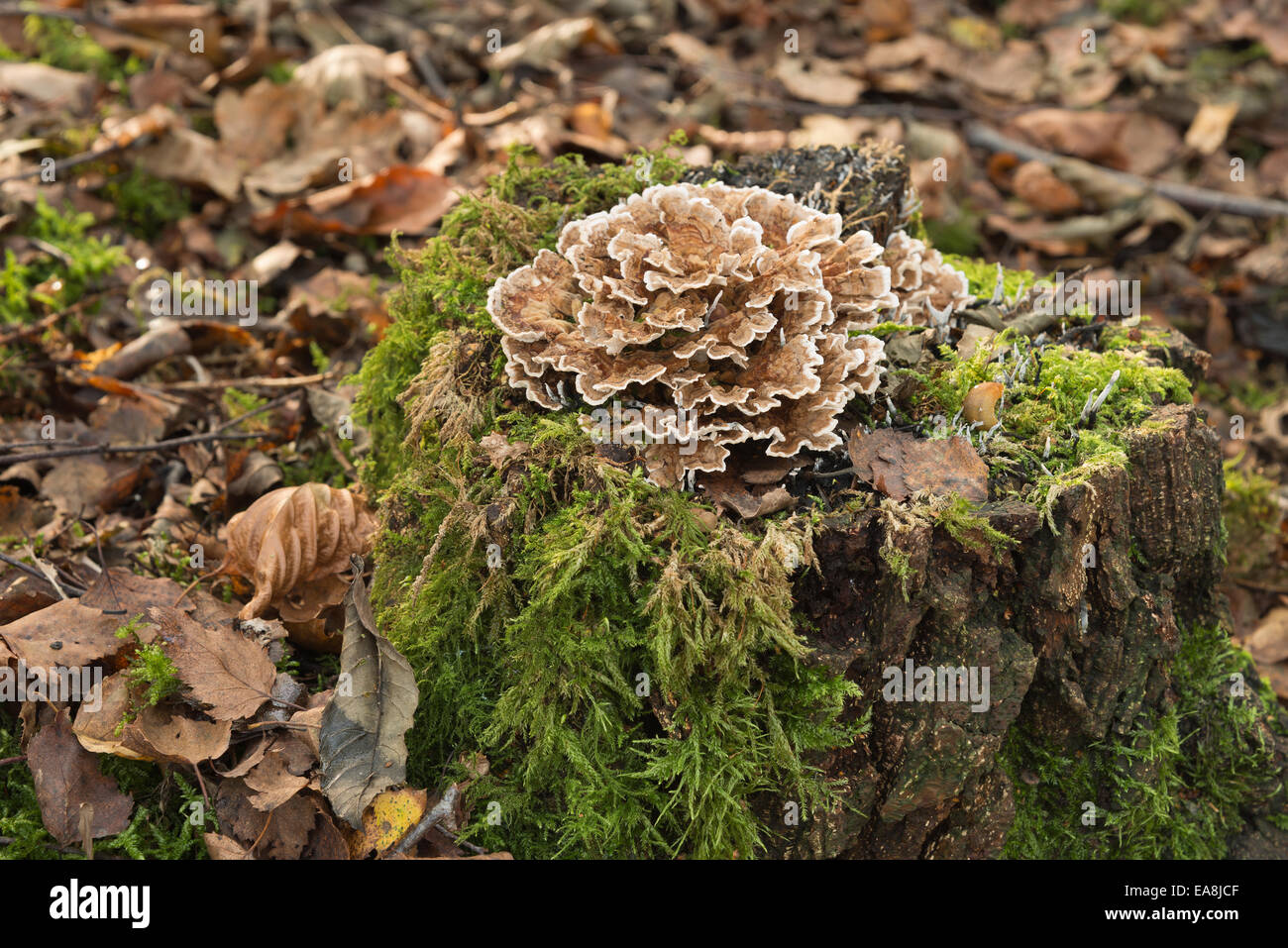 Polypore Halterung Pilz auf faulenden Baumstumpf Birke im Herbst Stockfoto