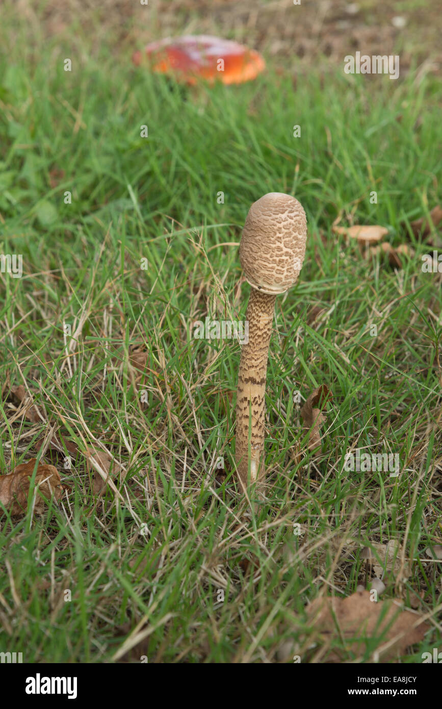 jungen Parasol Pilz Pilze wachsen im Rasen Detail Fruchtkörper als seine Ausgangsposition mit Fliegenpilz in Ferne zu entwickeln Stockfoto
