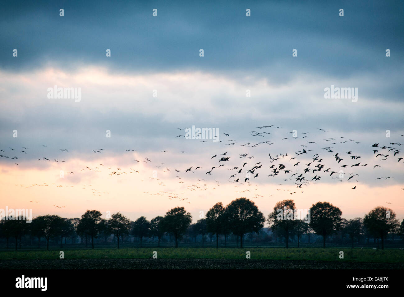 Fliegende Gänse sammeln bei Sonnenuntergang auf einer Wiese am Nationalpark ' de Groote Peel "in den Niederlanden Stockfoto