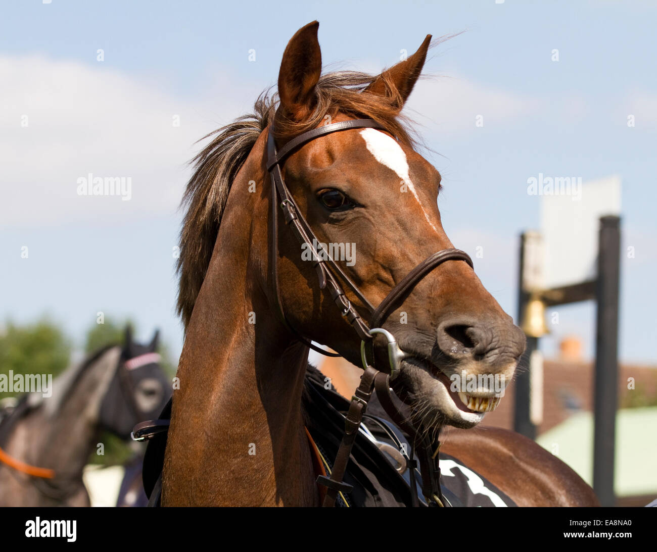 Kopfschuss von einem arabischen Pferd in den Parade-Ring bei einem Event Flachrennen in Hereford im September 2014. Stockfoto
