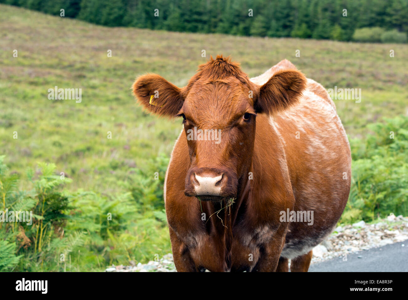 Braune Kuh im Feld Stockfoto