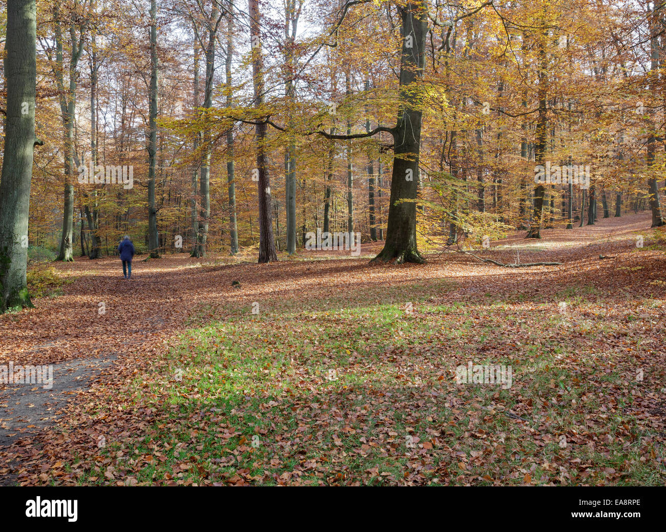 Herbstlichen Wald, Leipnitzsee, Wandlitz, Brandenburg, Deutschland Stockfoto