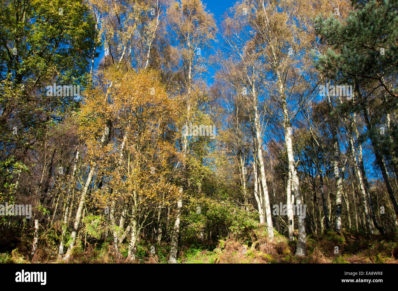 Birken Sie-Wald im Herbst. Gelbe Blätter gegen blauen Himmel kontrastieren. Farne auf Waldboden. Stockfoto