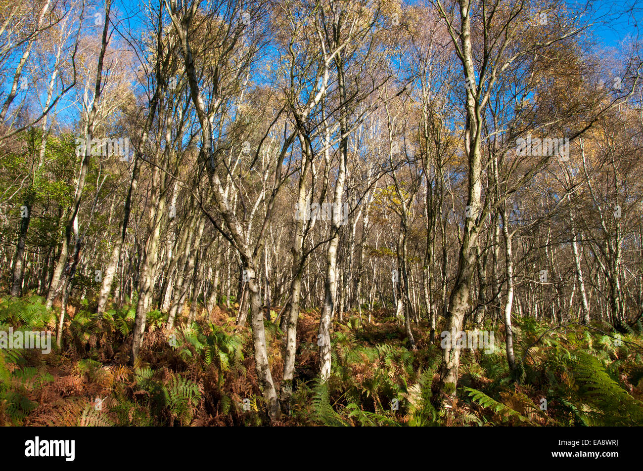 Birken Sie-Wald im Herbst. Gelbe Blätter gegen blauen Himmel kontrastieren. Farne auf Waldboden. Stockfoto