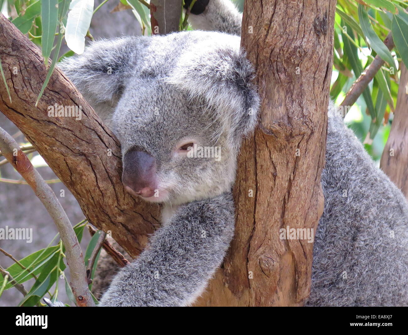 Koalabär in einem Eukalyptusbaum in Australien Stockfoto