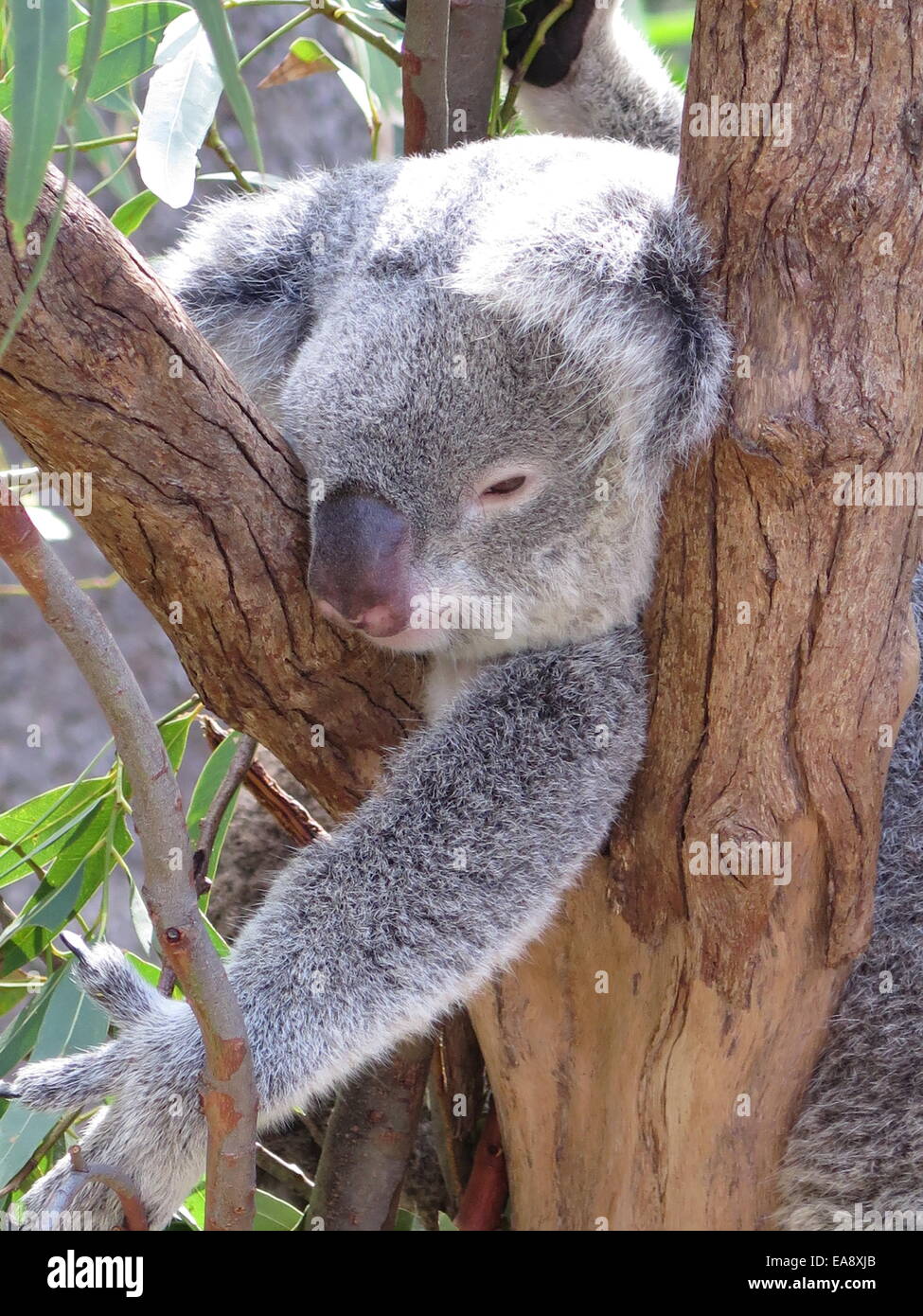 Koalabär in einem Eukalyptusbaum in Australien Stockfoto