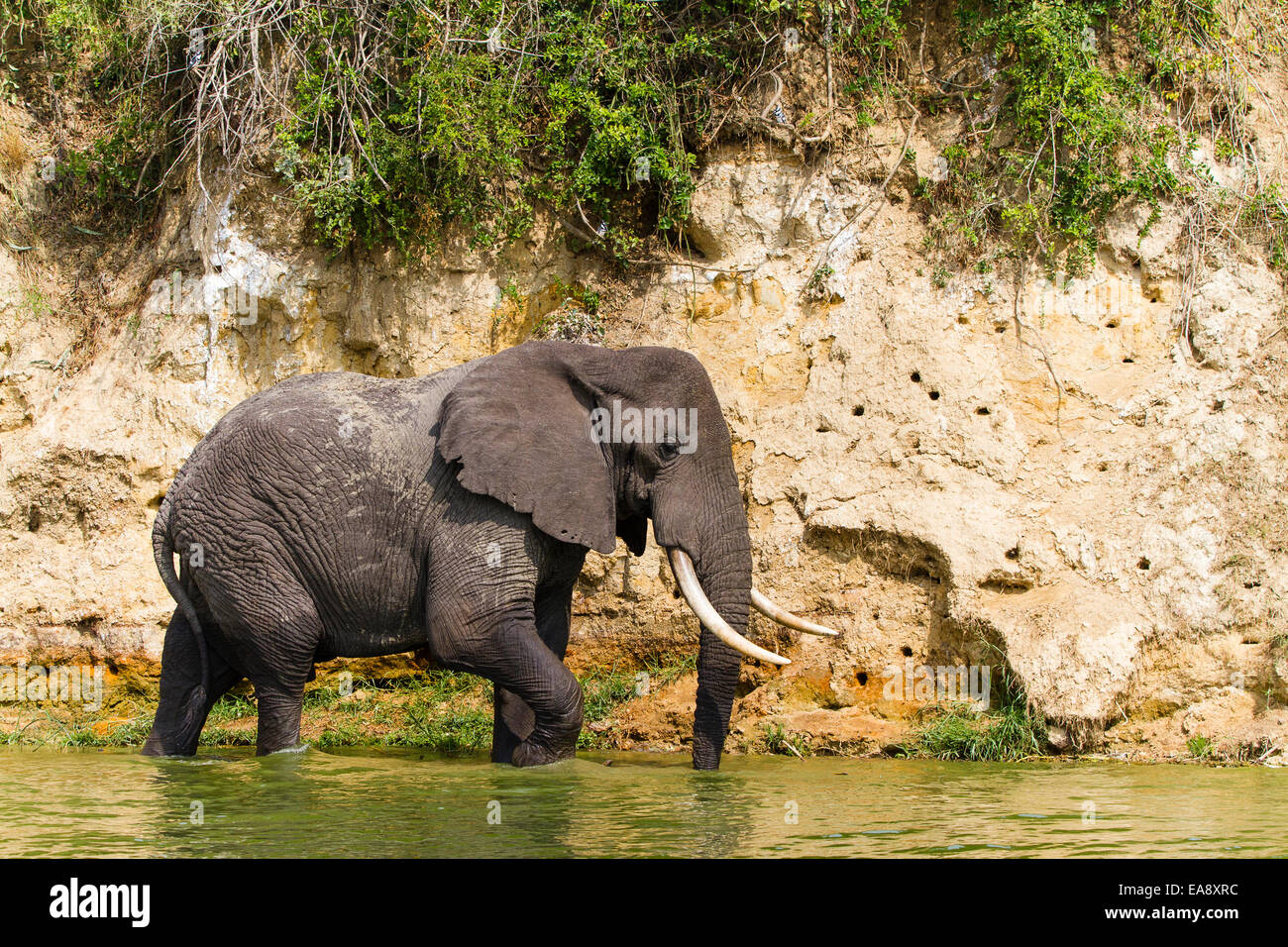 Einen afrikanischen Elefanten am Ufer der Hütte Kanal, Uganda Stockfoto