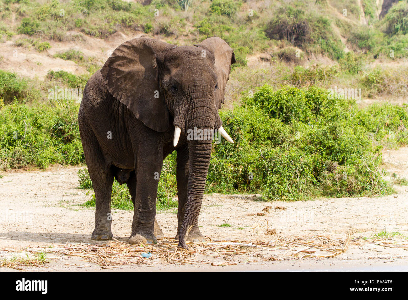 Einen afrikanischen Elefanten am Ufer der Hütte Kanal, Uganda Stockfoto