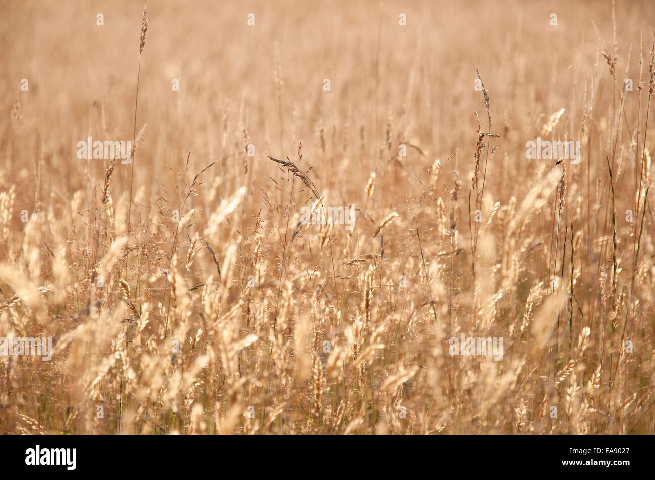 Englische Sommerwiese mit warmen Abend Sonnenlicht. Stockfoto