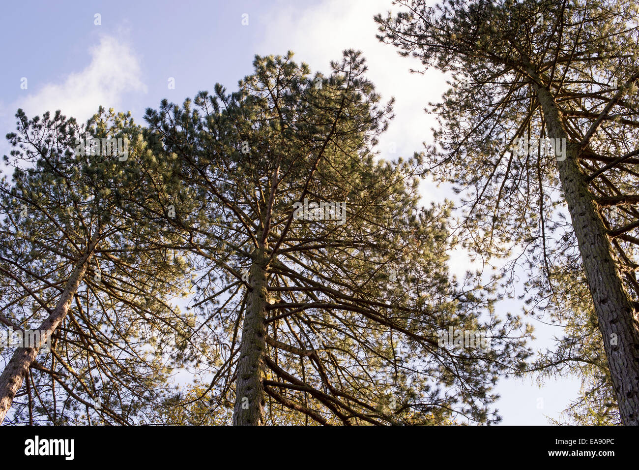 Korsische Kiefer Pinus Nigra Stockfotos und -bilder Kaufen - Alamy