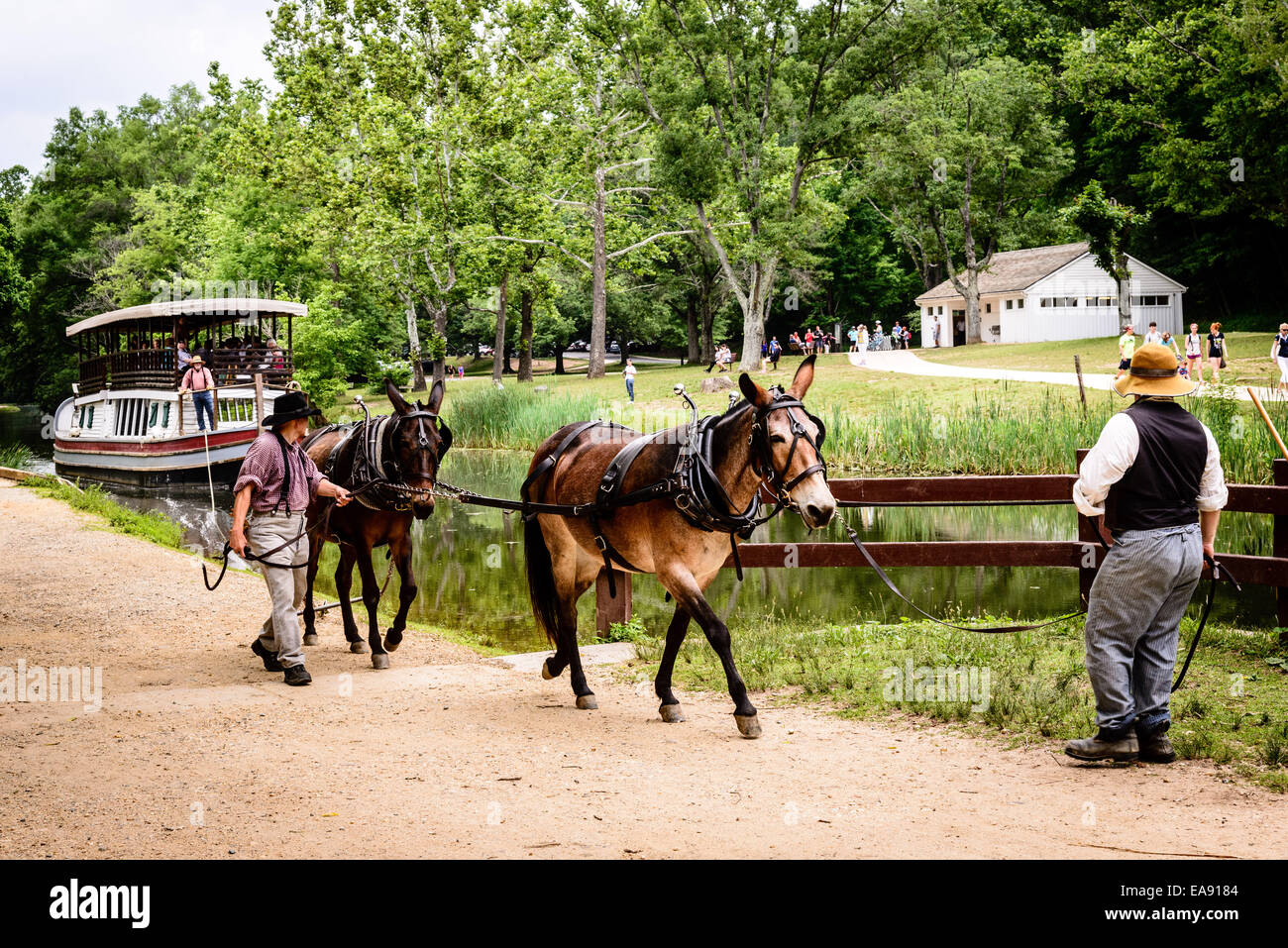 Mule Team und Fahrer ziehen Charles F Mercer, Great Falls Tavern, C & O Kanal, Potomac, Maryland Stockfoto