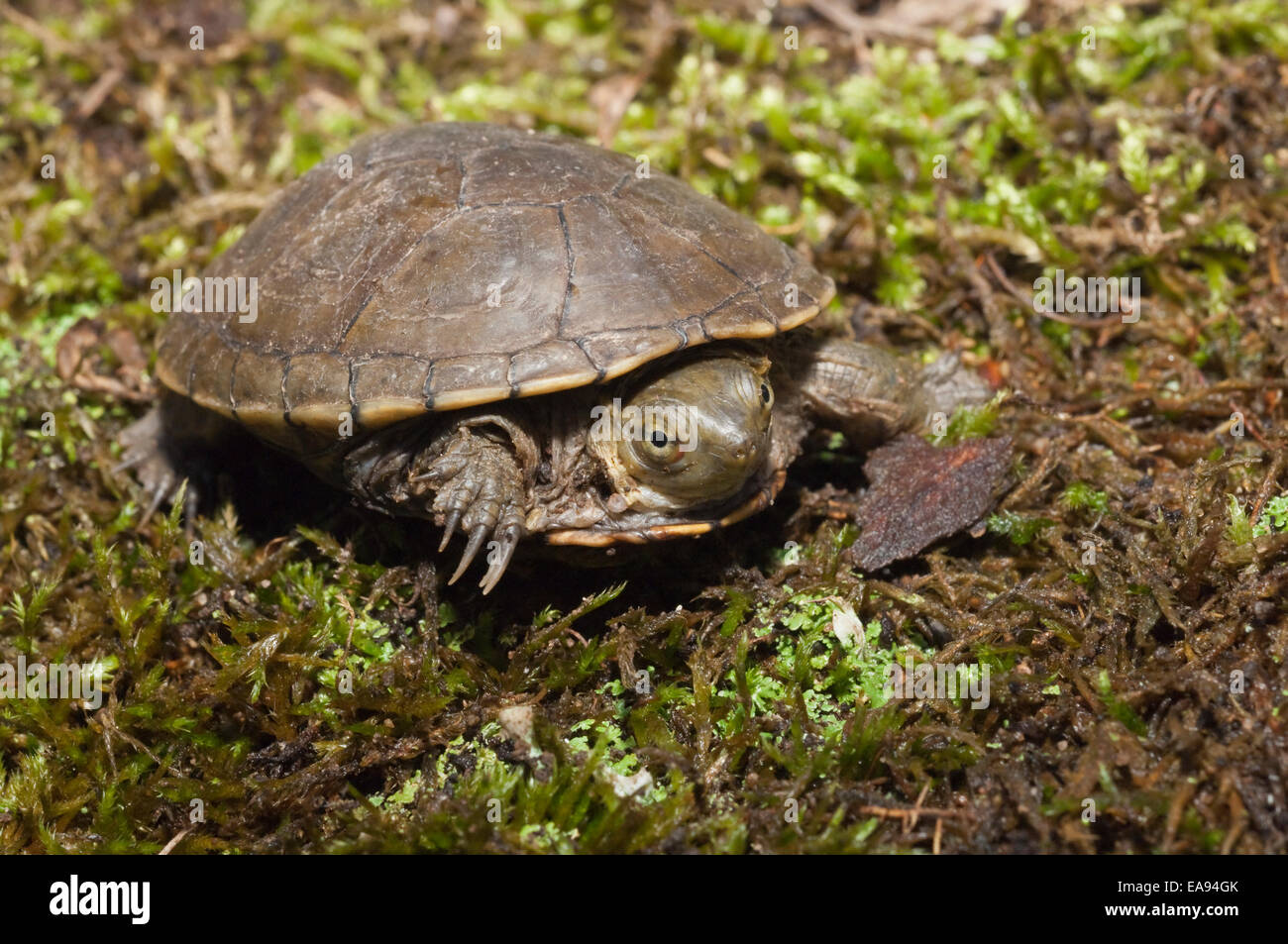 Gelb, Schlamm-Schildkröte, Kinosternon Flavescens Flavescens, stammt aus den Vereinigten Staaten und Mexiko Stockfoto