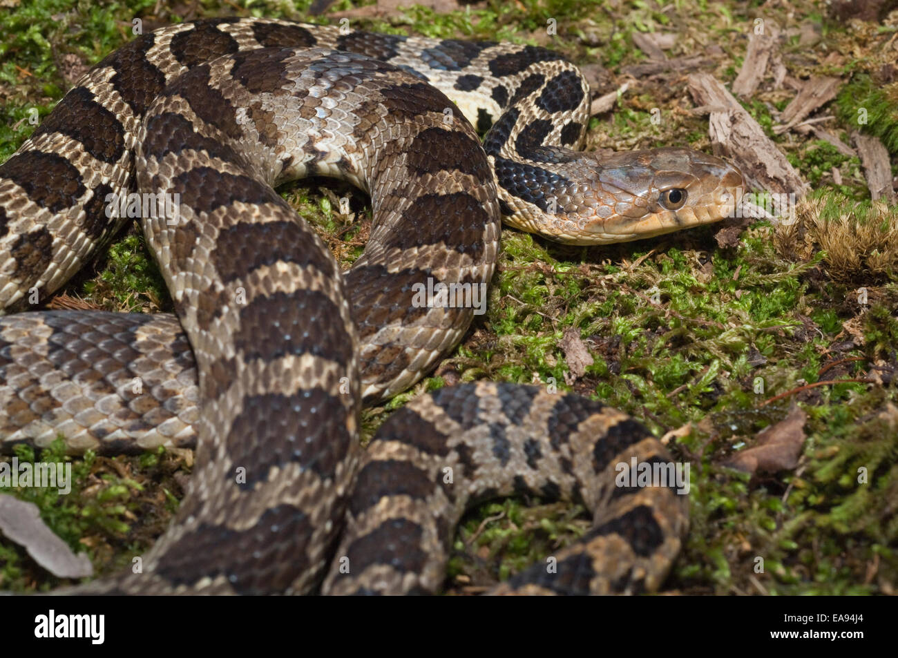 Westlichen Fox Schlange, bieten Vulpina Vulpina/Pantherophis Vulpinus, Michigan, Wisconsin, Minnesota, Illinois, Iowa & S Dakota Stockfoto