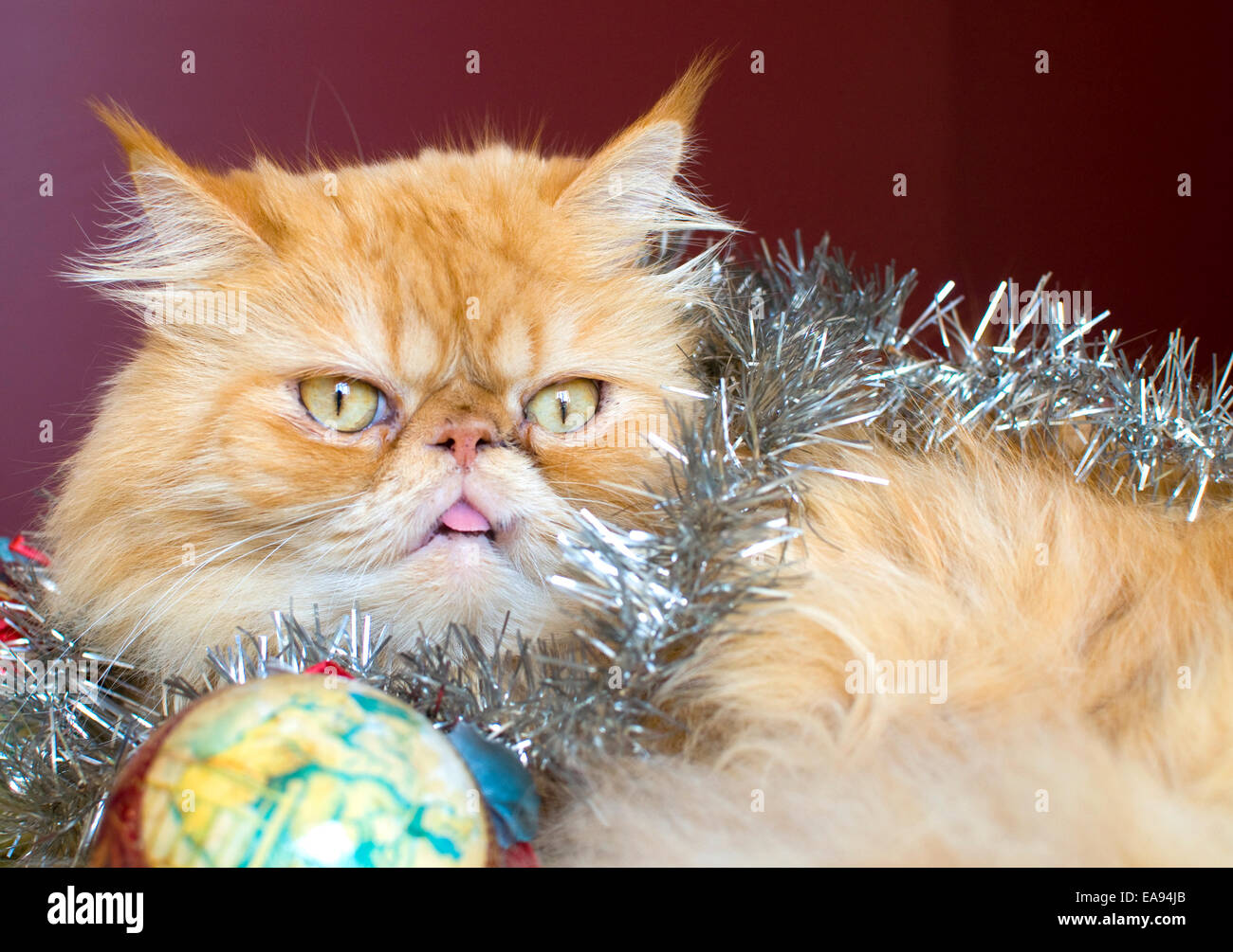 Rote Perserkatze mit Weihnachtskugeln Stockfoto