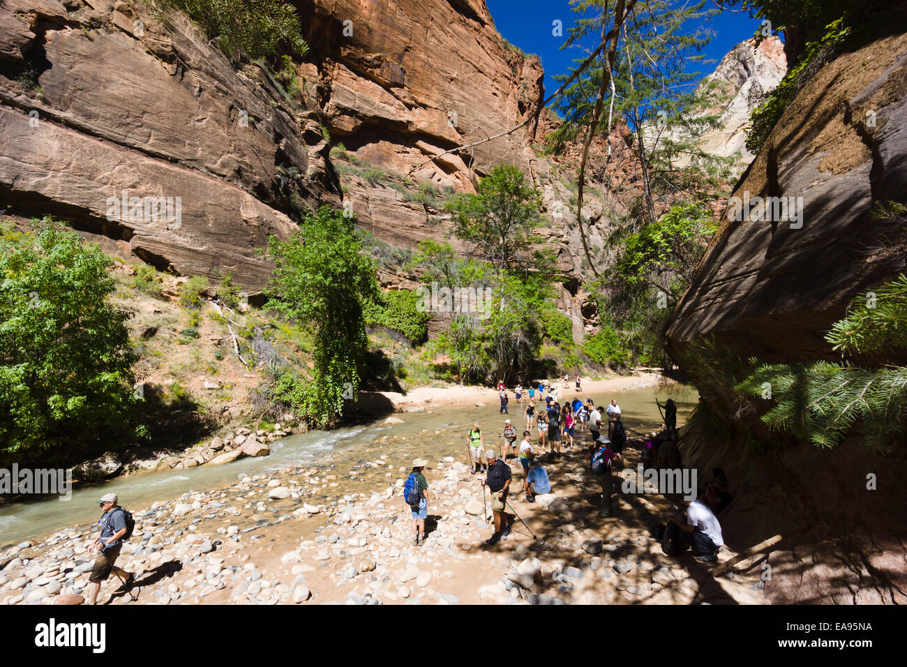 Beginn des Virgin River Narrows. Zion Nationalpark, Utah, USA. Stockfoto