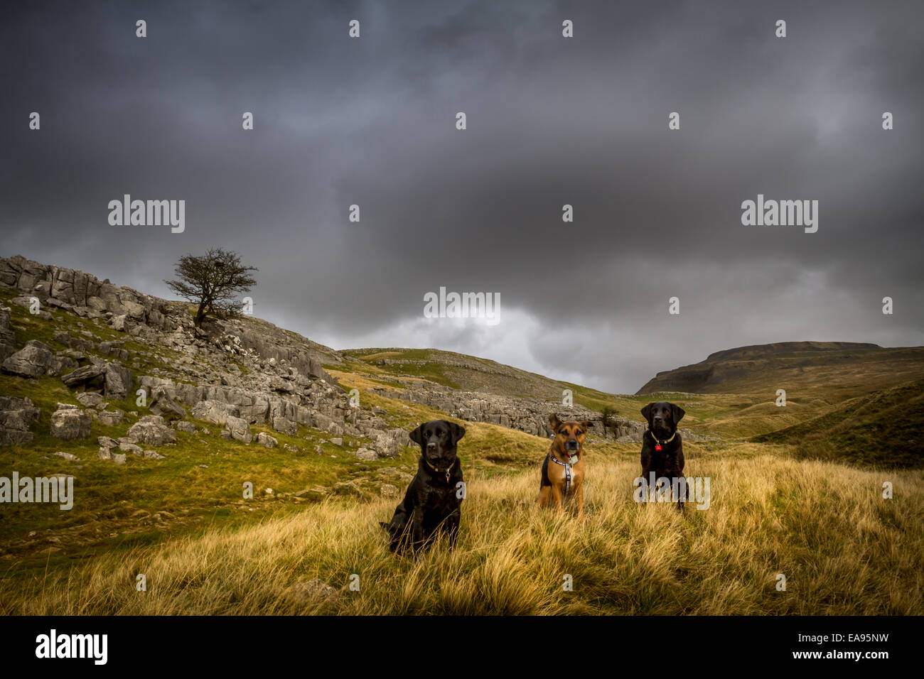 Drei Hunde auf ihrem Weg nach oben Ingleborough (Hintergrund), Yorkshire Dales Stockfoto