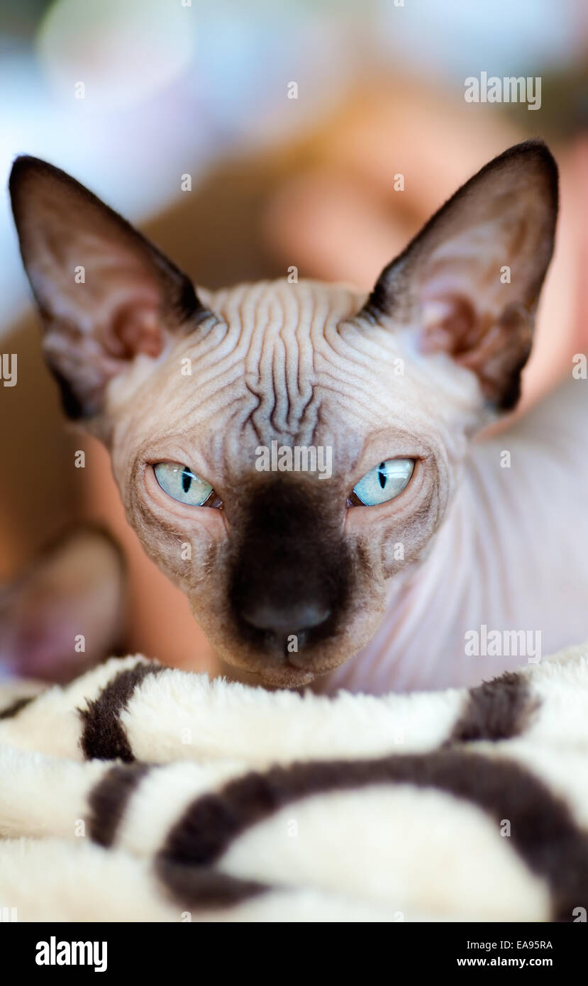 Tiere: Sphynx Katzen, Augen geöffnet, Blick in die Kamera, close-up erschossen, Hintergrund unscharf Stockfoto