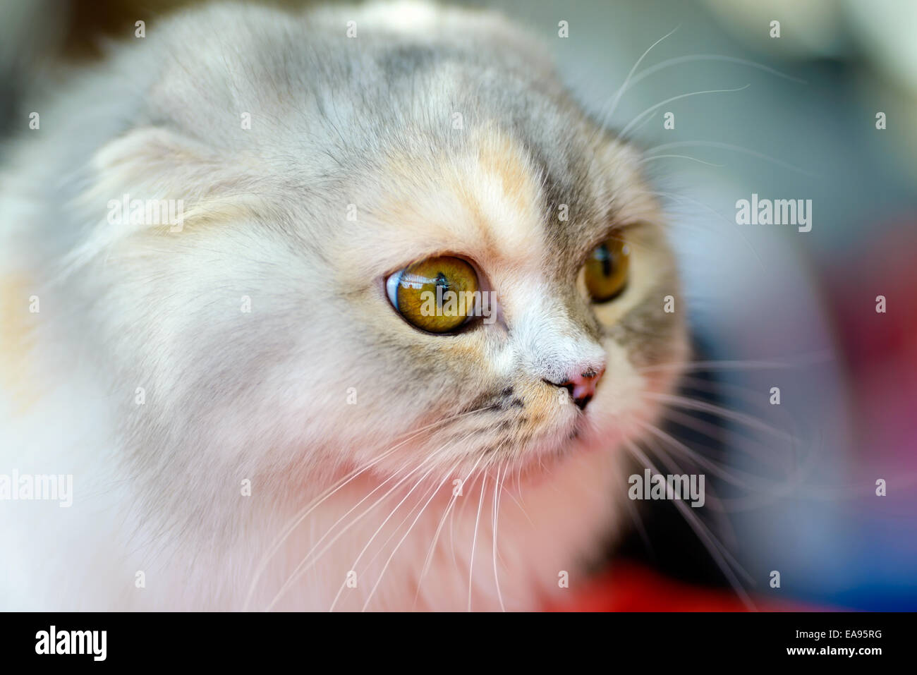Tiere: close-up Portrait von Scottish Fold Kätzchen, der Hintergrund jedoch unscharf Stockfoto