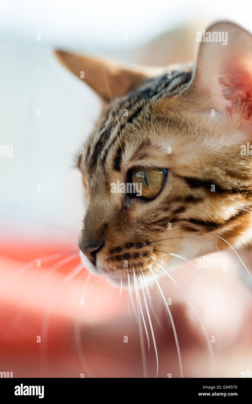 Tiere: Abessinier Katze, gerade etwas aufmerksam, close-up Seite gedreht, Hintergrund unscharf Stockfoto