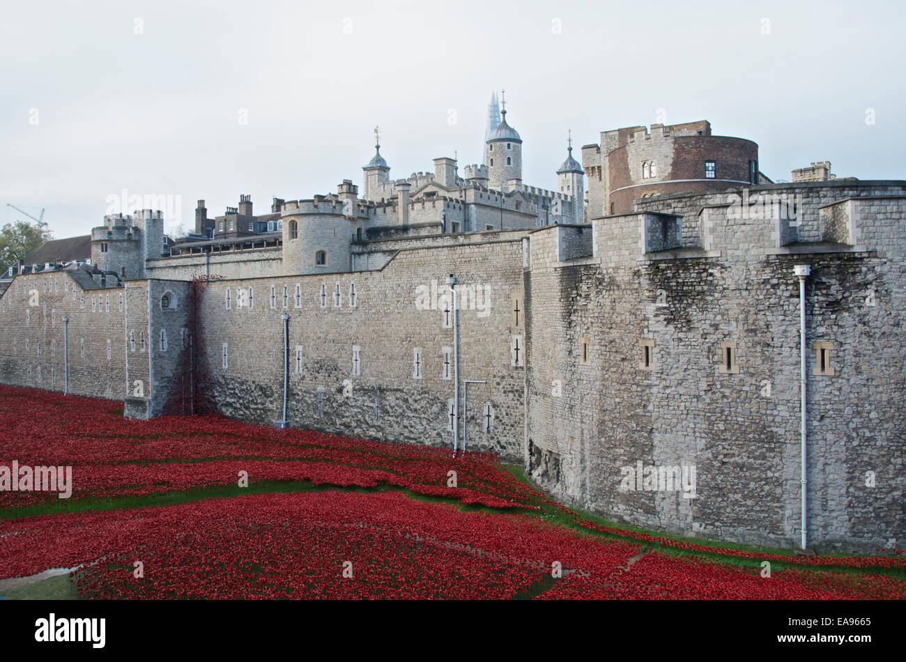 Ein Teil der Mohn in den Graben an der Tower of London am Morgen des Gedenkens Sonntag, 9. November 2014. Blut Mehrfrequenzdarstellung Länder und Meere von rot, die erinnert an die Hundertjahrfeier des Beginns des 1. Weltkrieges im Jahre 1914 mit dem Titel Kunst-Instillation hat Millionen von Besuchern angezogen. Stockfoto