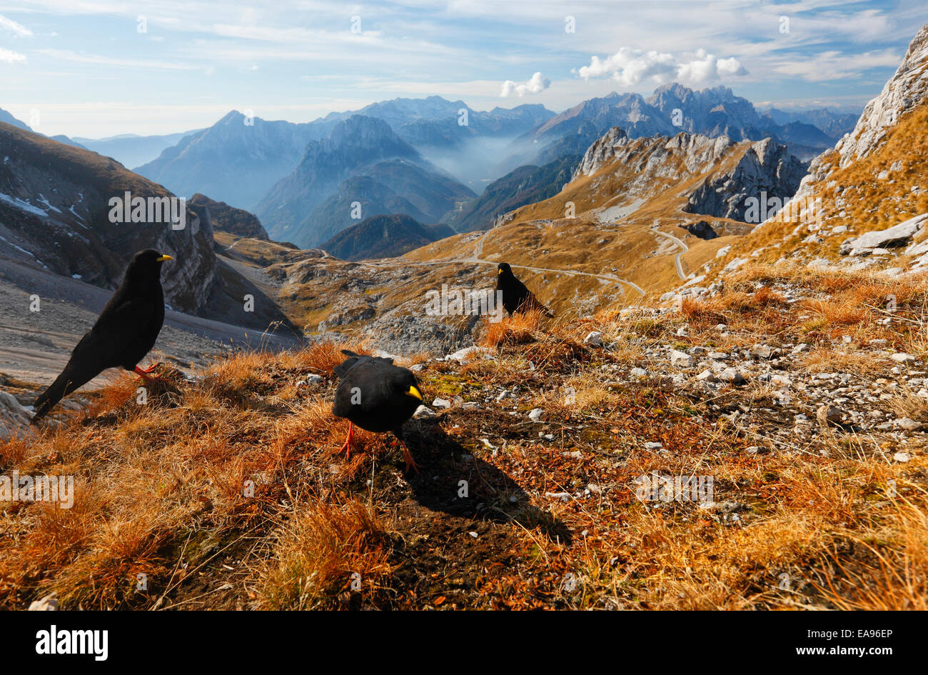 Krähen in den Bergen. Slowenien, Julischen Alpen. Stockfoto