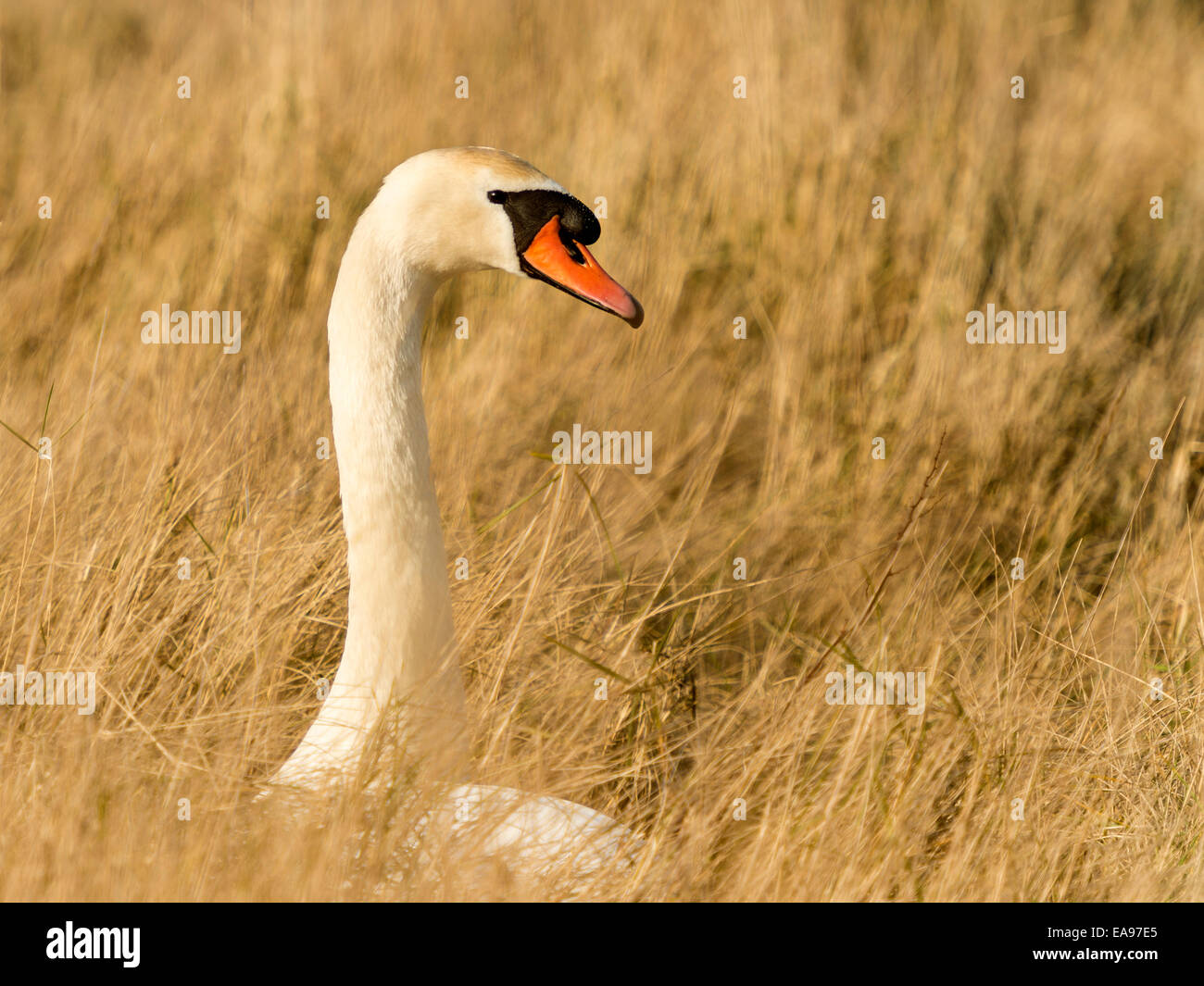 Harmonie, wilde Höckerschwan [Cygnus Olor] sitzen gelassen auf ihrem Nest unter goldenen gelben Schilf, auf der Suche nach glänzend. Stockfoto