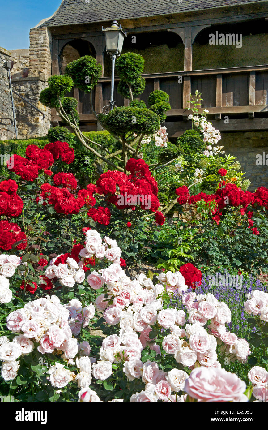 Roten und weißen Rosen Eltviller Burg Eltville Rheinhessen Deutschland Stockfoto