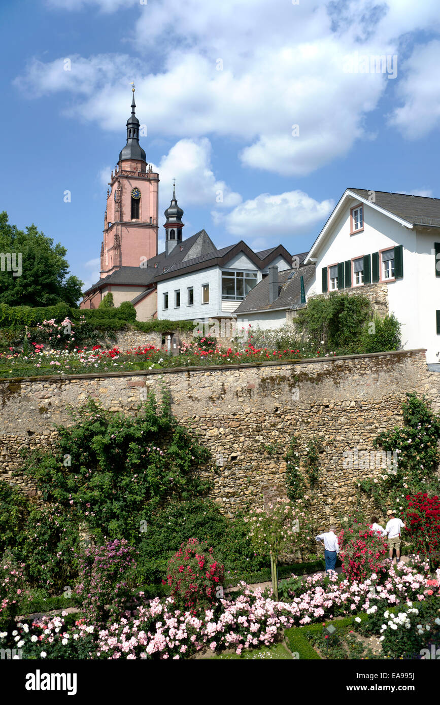 Rosengarten und St. Peter und St.Paul Kirche Eltville Rheinhessen Deutschland Stockfoto