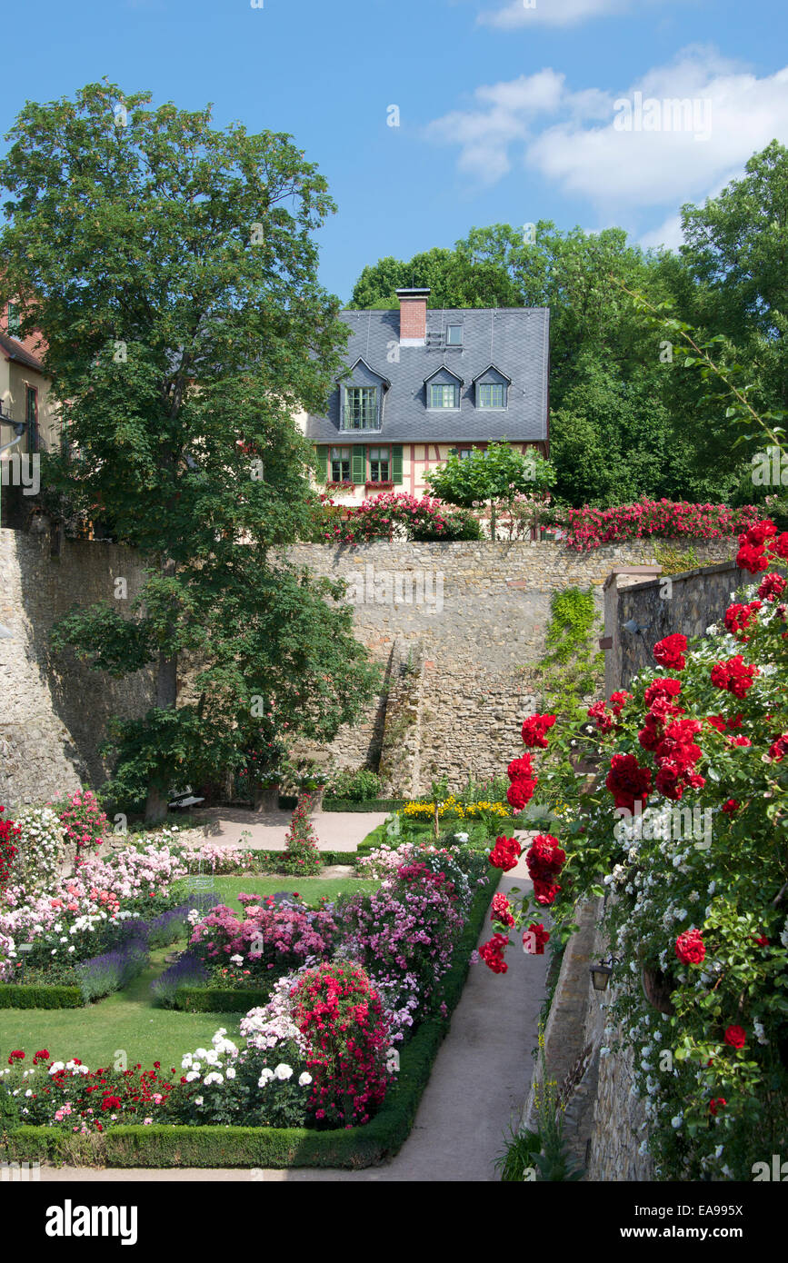 Ummauerten Rosengarten Eltville Rheinhessen Deutschland Stockfoto