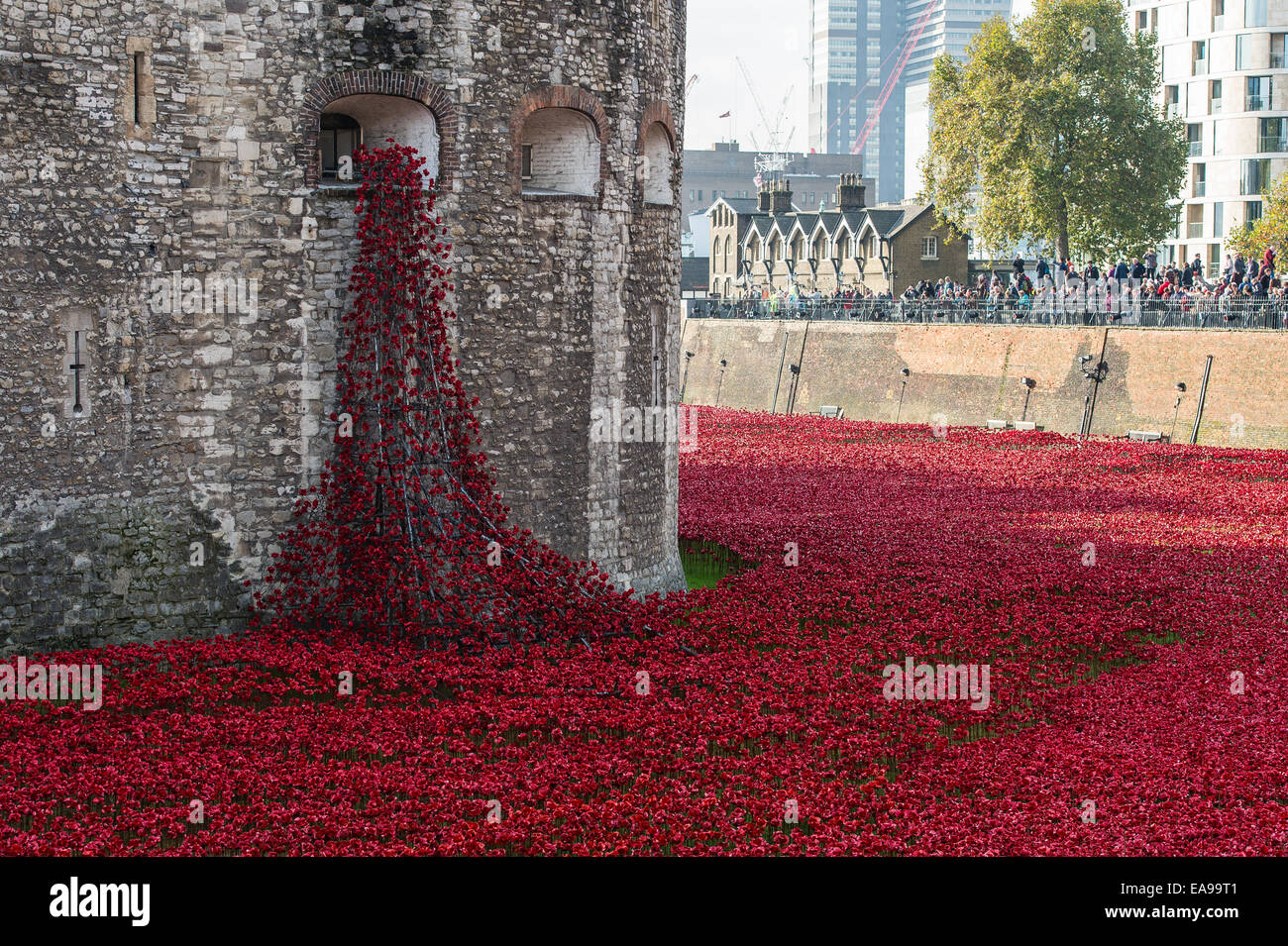Im Tower von London Mohn Mohnblumen anzeigen Stockfoto