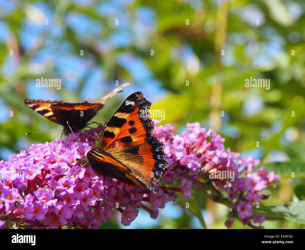Kleiner Fuchs Schmetterling Stockfoto