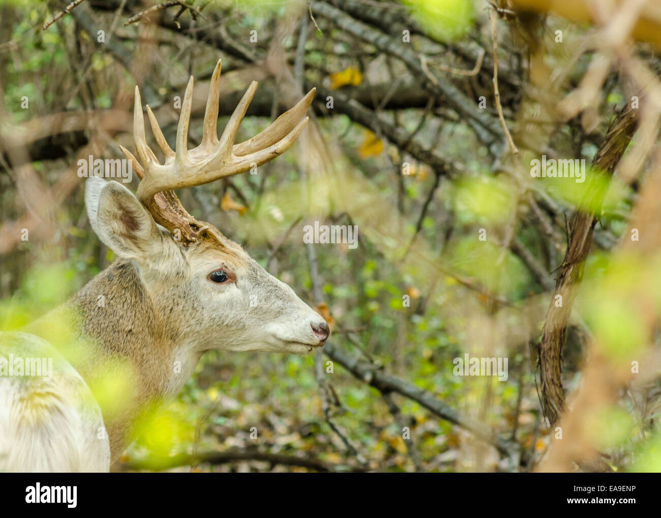 Piebald Whitetail Deer Buck stehen in einem Gebüsch. Stockfoto