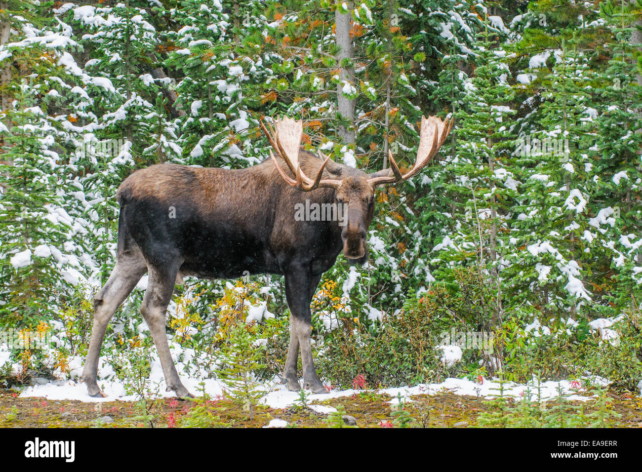 Wilde kanadische Stier Elch mit Geweih an einem Straßenrand Parkway im Schnee im Herbst. Stockfoto