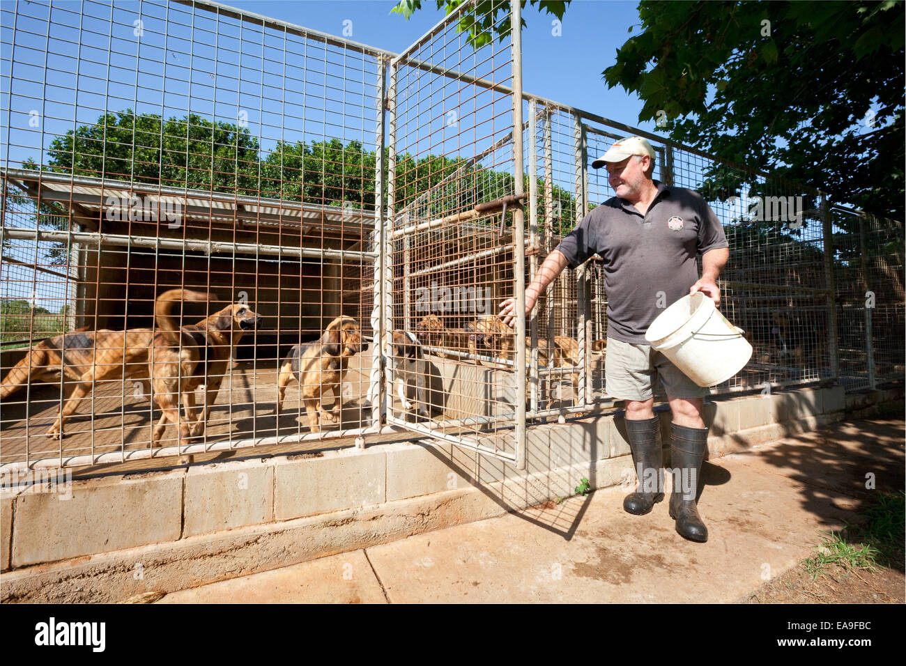 Summerland Seren - Steve Murray füttert die Hunde Stockfoto