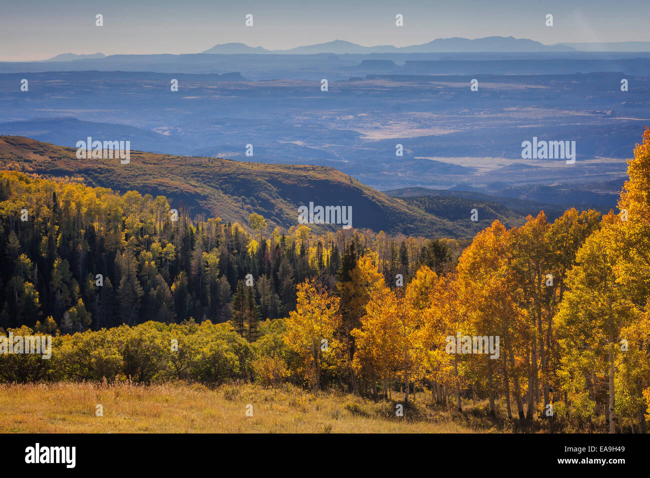 Farben des Herbstes in der Nähe von Jackson, Wyoming Stockfoto