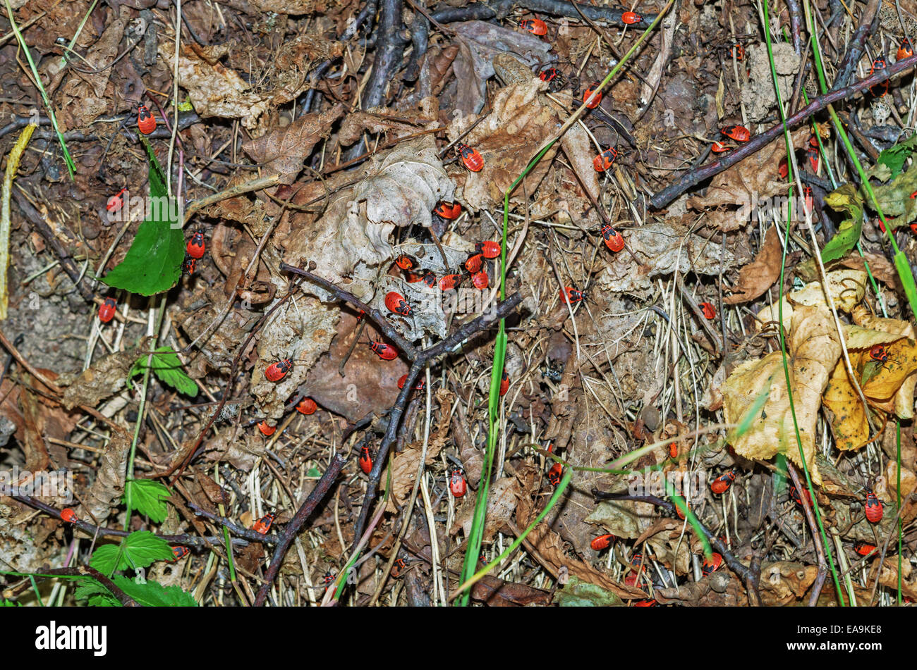 Gruppe von Insekten - ein rot-schwarz Wald Firebug. Stockfoto