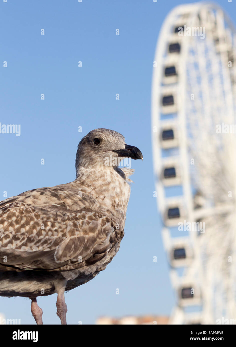 Möve vor Riesenrad am Strand von Brighton, UK. An der Promenade in Brighton ist im Oktober 2011 das Riesenrad Stockfoto