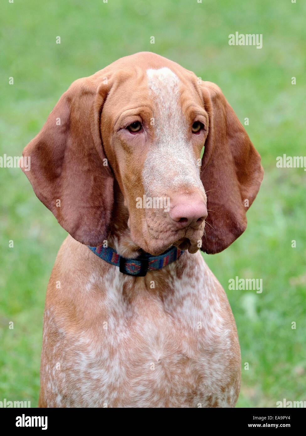 Porträt des italienischen deutete Hund Stockfoto