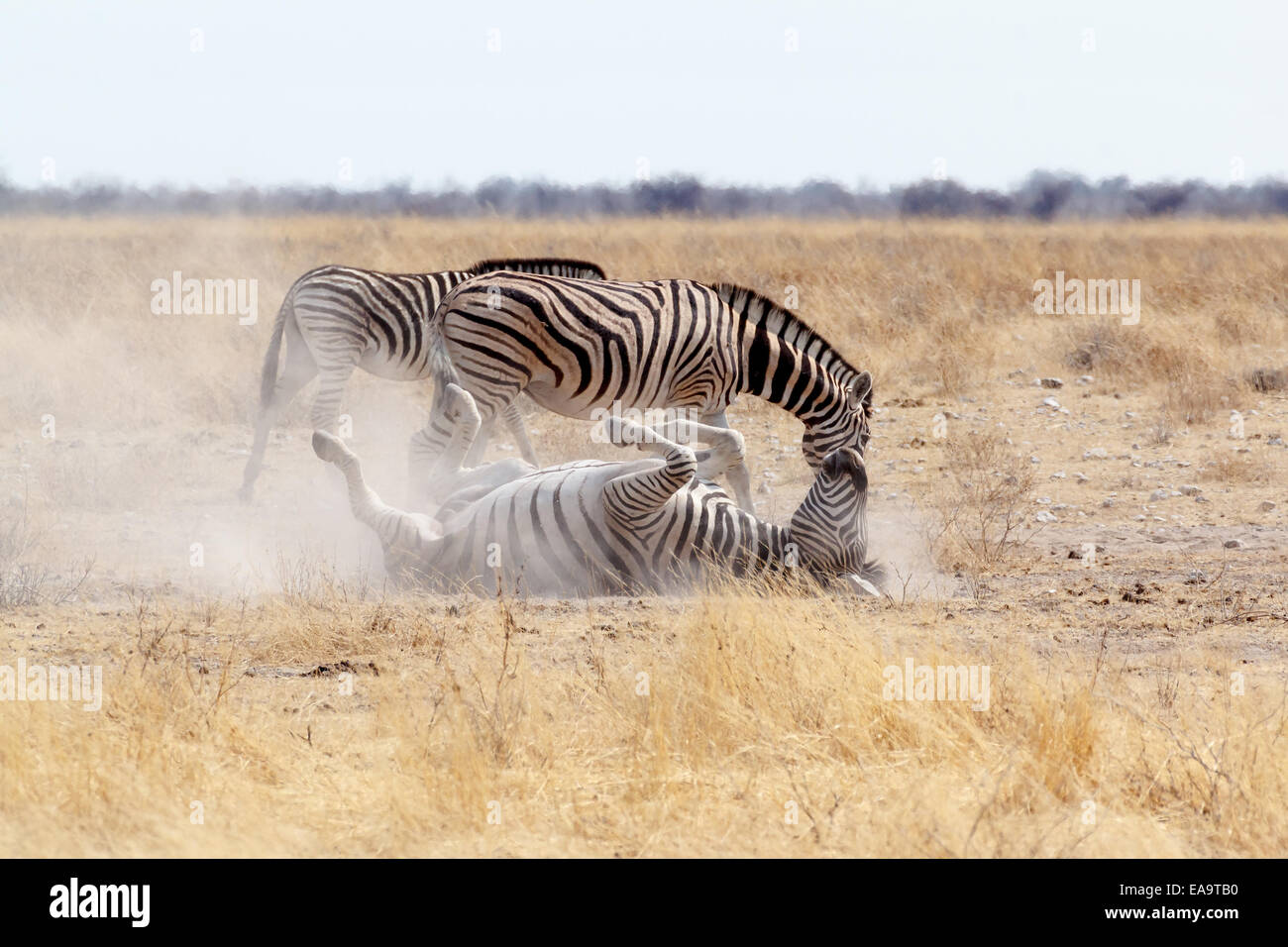Zebra Rollen auf staubigen weißen Sand. Etosha National Park, Ombika, Kunene, Namibia. Wahre Tierfotografie Stockfoto