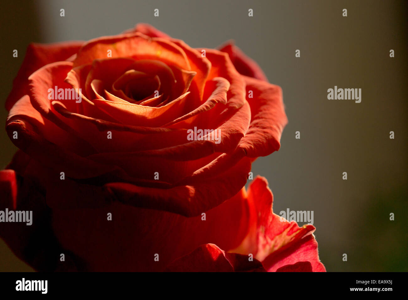 einzelne rote rose auf der Rückseite Licht Stockfoto