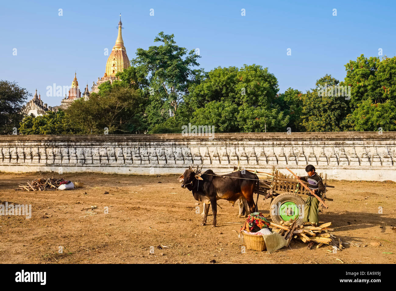 Ochsenkarren vor Ananda Pagode, Bagan, Mandalay-Division, Myanmar Stockfoto