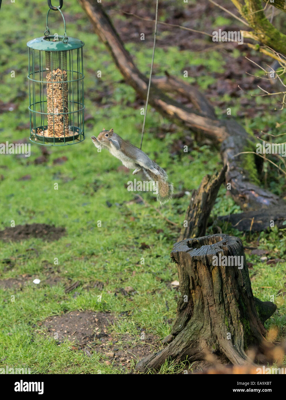 Ein Sprung des Glaubens graue Eichhörnchen springt 5ft von langen, Vogelfutter zu erreichen Stockfoto