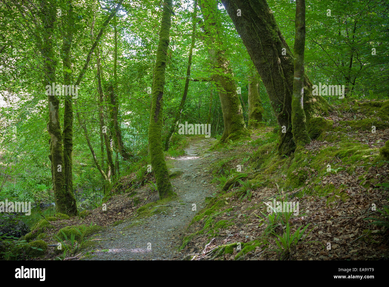 Einsame bewaldeten Pfad Stockfoto