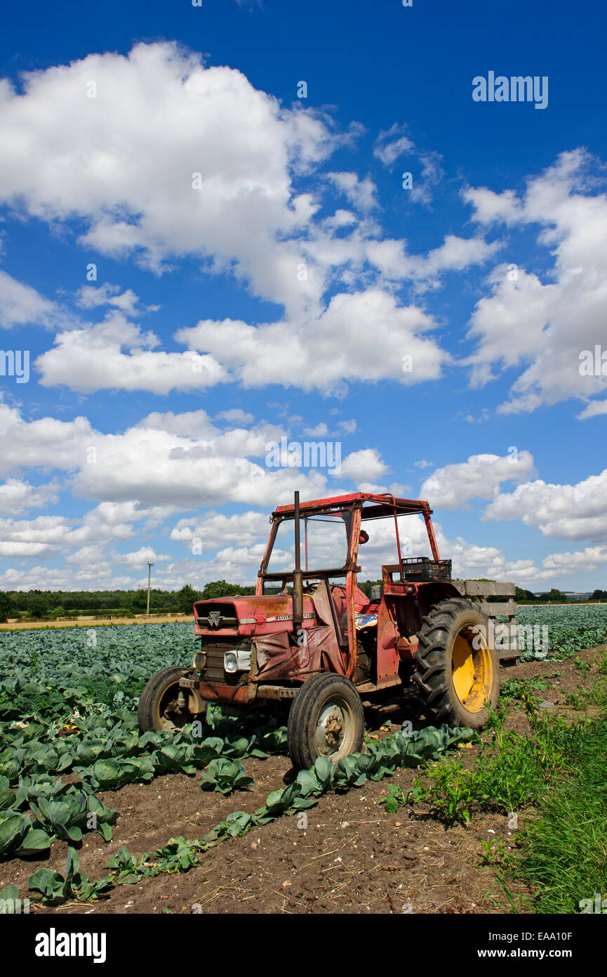 Am alten Massey Ferguson Traktor in einem Feld von gepflanzte Kohlpflanzen. Stockfoto