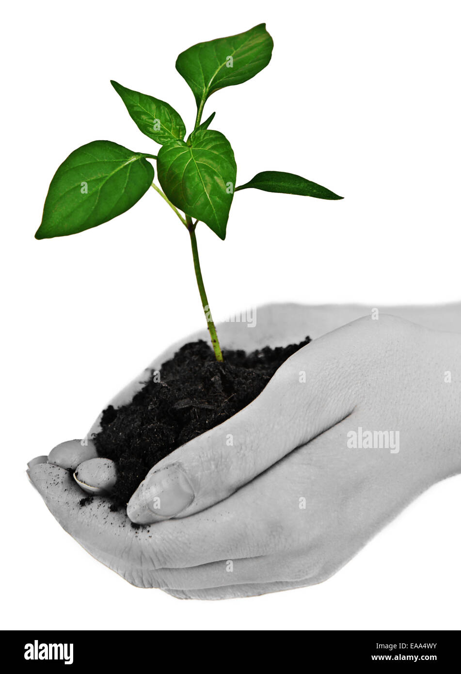 Kleine Pflänzchen in Frauenhand Stockfoto